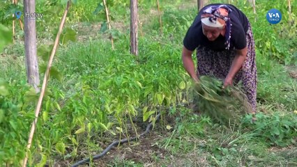 Hatay'da depremzede kadınlar kabak lifi projesiyle hayata tutunacak