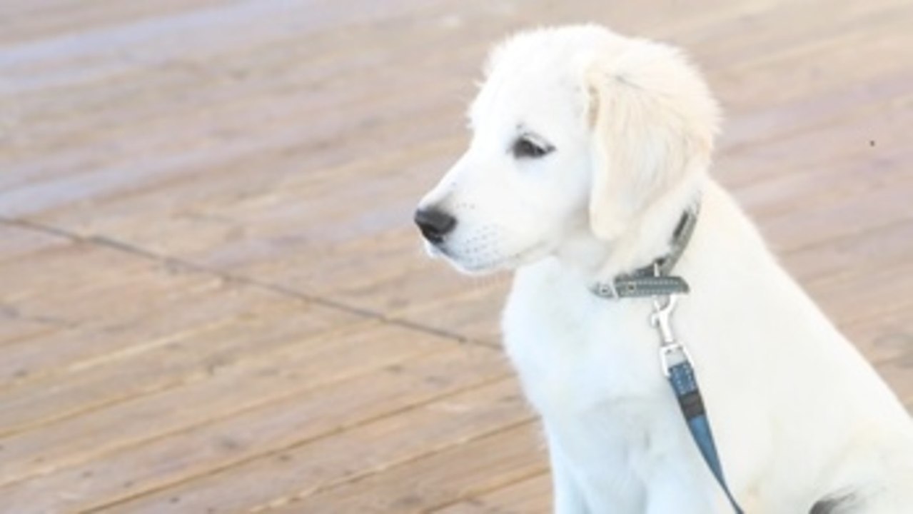 Chui, el primer socorrista canino de la Cruz Roja