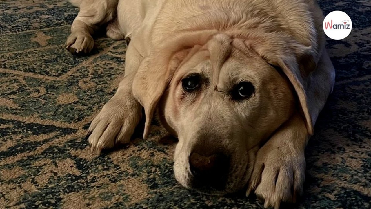 Erst sein Schutzengel versteht, was in diesem entstellten Hund wirklich steckt (Video)