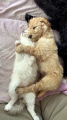 Doodle Puppy Sleepily Câlins Chaton
