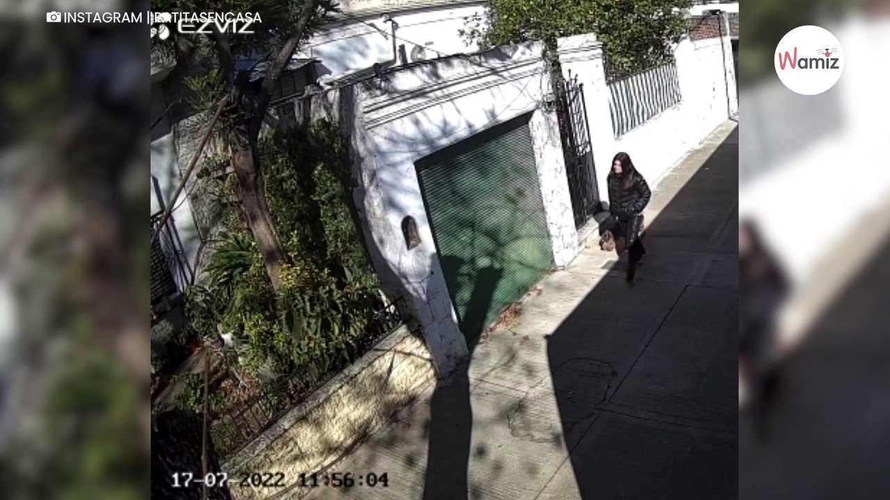 Frau verlässt Haus mit blinden Hund, bevor sie zur Tat schreitet-index