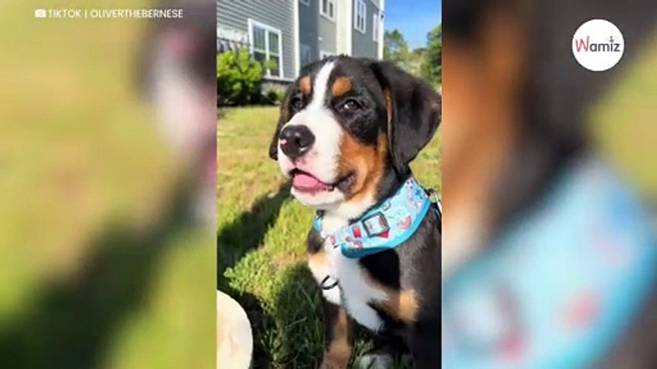 Il montre son chien Bouvier bernois croisé Labrador : les internautes sont stupéfaits
