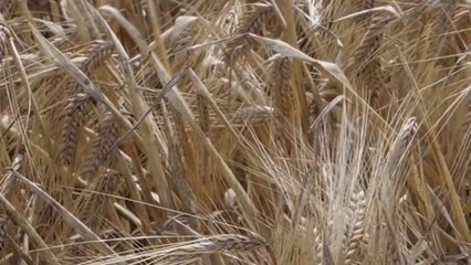 중국, 호주산 보리 '보복 관세' 철회...'코로나 갈등' 3년만 / YTN