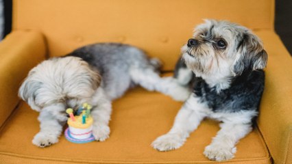 Télécharger la video: Una innovadora pastelería cautiva a los amantes de las mascotas.