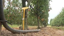 Excepcional cosecha de manzanas en Girona pese a las restricciones de agua