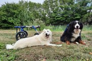 Les chariots de la liberté - balade avec des chiens handicapés