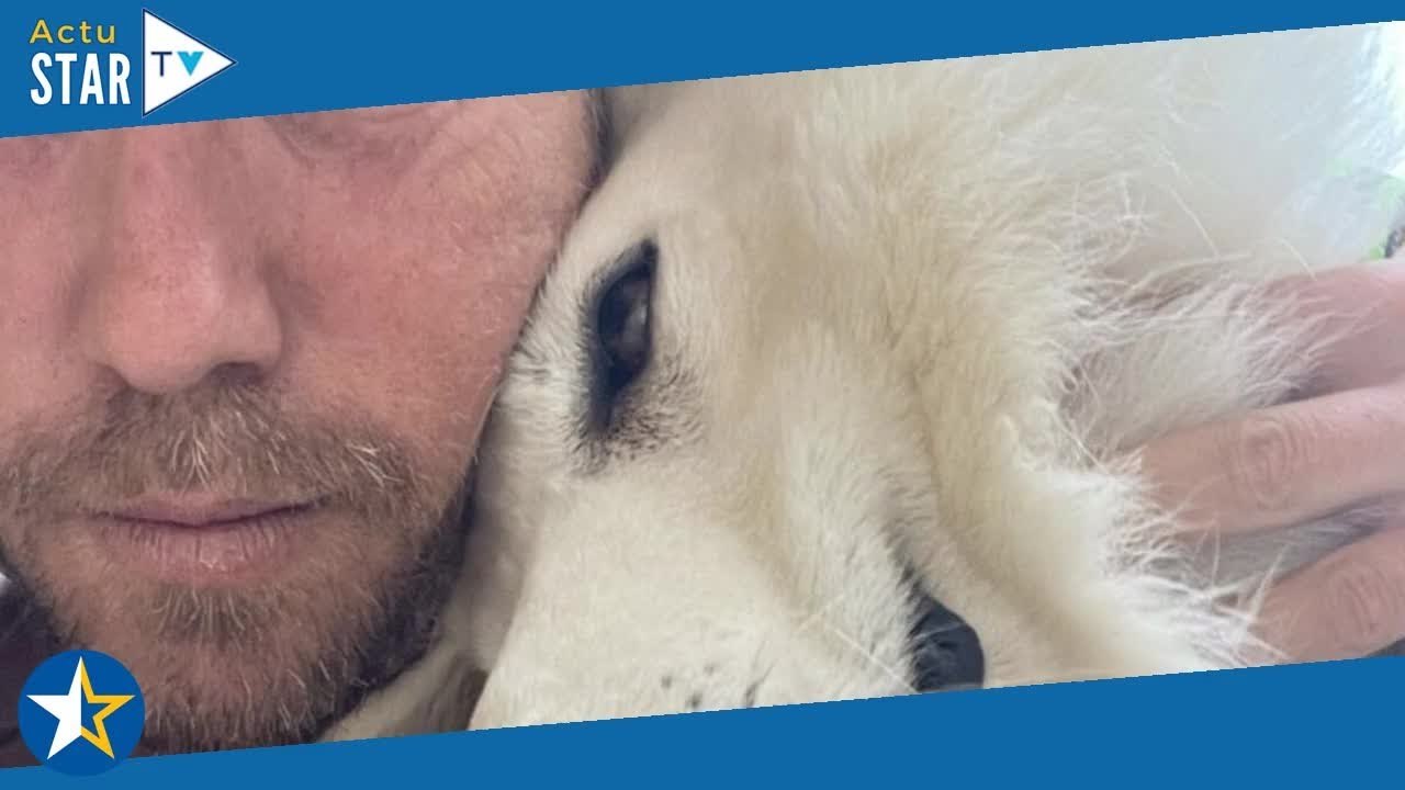 "Collerette à mi-temps et reprise de l'entraînement" : Julien Doré donne des nouvelles de son chien