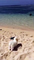 Mallows at the Beach