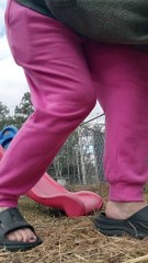 Les chèvres s'amusent