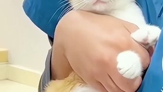 Funny cat videos | cute cats | Try not to laugh | Cat videos Compilation 2023