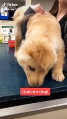 La storia di Rae, il cane unicorno che con un orecchio solo, ha conquistato il web