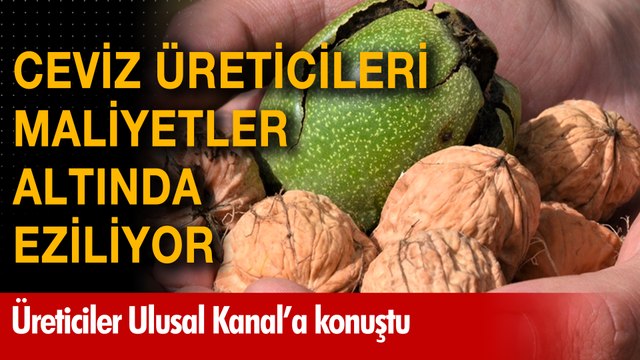 Ceviz üreticisi maliyetler altında eziliyor! Üreticiler Ulusal Kanal'a sorunlarını anlattıa