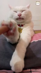 Funny cat videos | cute cats and dogs | Try not to laugh | Cat videos Compilation 2023