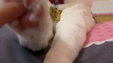 Funny cat videos | cute cats and dogs | Try not to laugh | Cat videos Compilation 2023