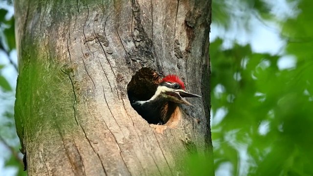 Le pic nourrit ses poussins