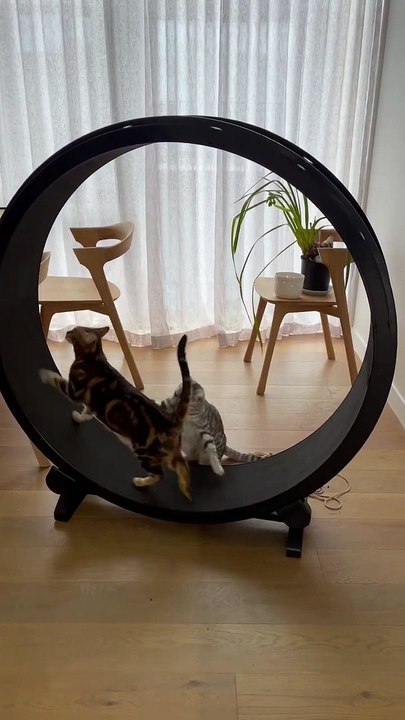 Les frères et sœurs chats sont égoïstes avec la roue
