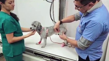 ext-mascoticas-040823