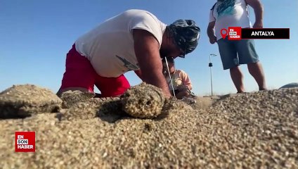 Antalya'da 3600 caretta caretta yuvası tespit edildi