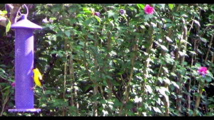 Stallion1950 Tumblr Movie 11