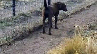 Lion asking dog for forgiveness / funny animals videos 2023