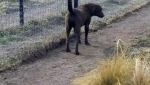 Lion asking dog for forgiveness / funny animals videos 2023