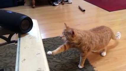 Blind kitty has incredible reaction to song made for cats (2)