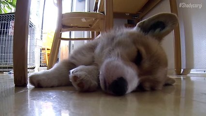 Sleeping Corgi puppy will melt your heart!