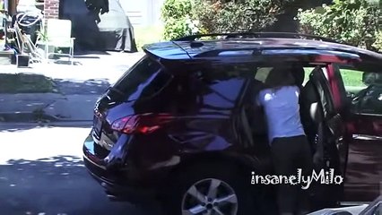 Milo the Chihuahua meets his baby sister