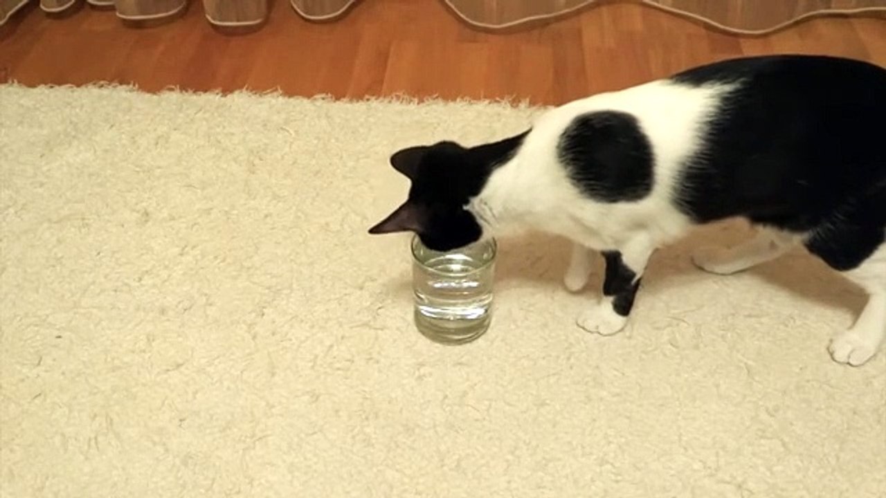 Cat has mind blown by sparkling water
