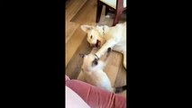 This doggy and kitty playtime is the sweetest thing you'll see all day (2)