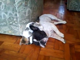 Adorable kitten tests French Bulldog's patience