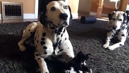 Adorable foster kitten plays with two Dalmatians
