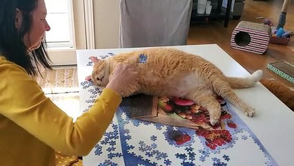 Watch this cat  help  his owner complete her puzzle (2)