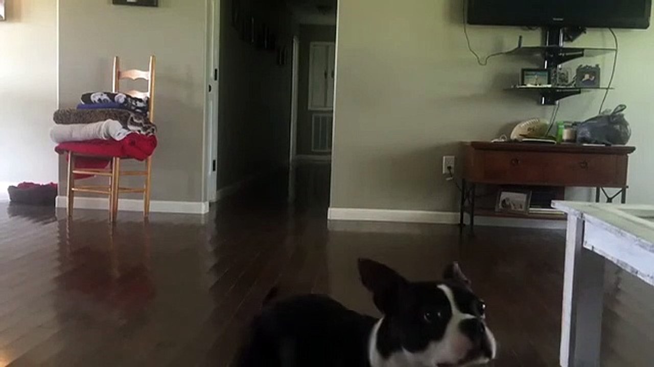 Boston Terrier pulls off back flips like a pro!