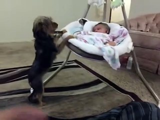 Loving dog gently rocks baby cradle