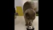 Very smart cat rings the bell to get treats (2)