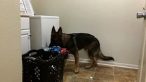 Helpful dog loads washing machine for owner