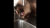 Watch this kitty cat drink from the faucet in adorable fashion (2)