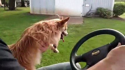 Dog thinks she's running as fast as golf cart