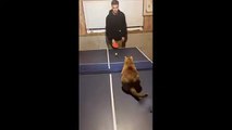 Athletic cat turns out to be a table tennis pro