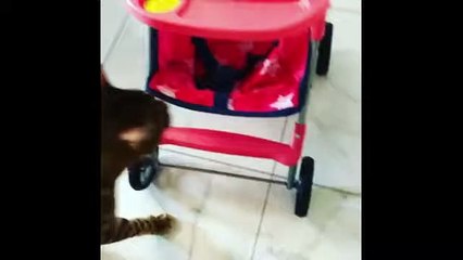 This cat loves going for rides in a child's stroller (2)