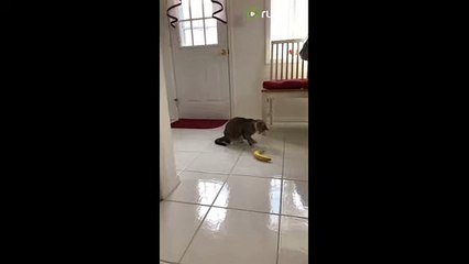 It's safe to say that this cat doesn't like bananas