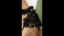 Bewildered kitty is totally overwhelmed by litter of affectionate puppies