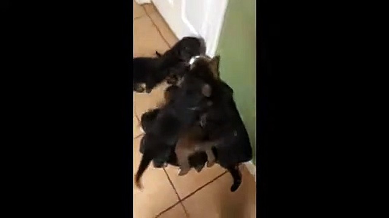 Bewildered kitty is totally overwhelmed by litter of affectionate puppies