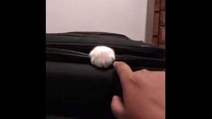 Determined cat claims suitcase, refuses to allow owner to pack