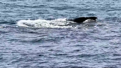 Embarquez pour une sortie baleines avec Zinfos974
