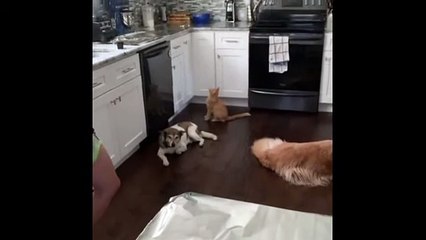 Simple & genius way to keep cats from jumping on kitchen counter