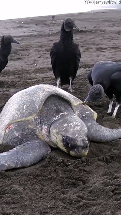 Aider une tortue blessée à retourner à l'eau