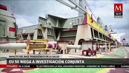 EU se niega a colaborar en estudio sobre impacto de maíz transgénico