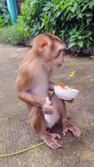 Le singe mange de la salade de fruits